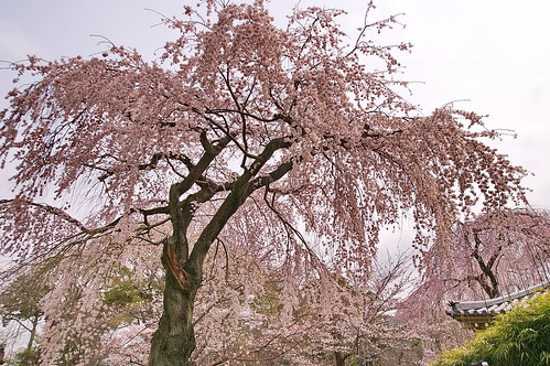 【写真】2013 桜 : 醍醐寺/2021-10-20/IMGP9053