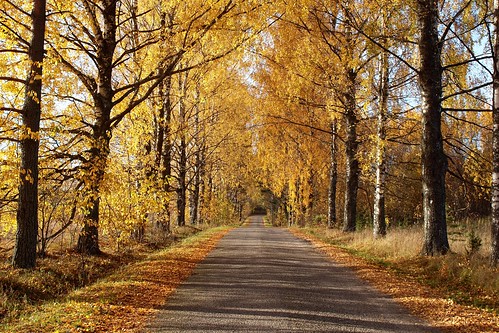 road autumn shadow tree yellow golden alley estonia sunny birch taevaskoja põlvamaa tartumaa saesaare vanagram