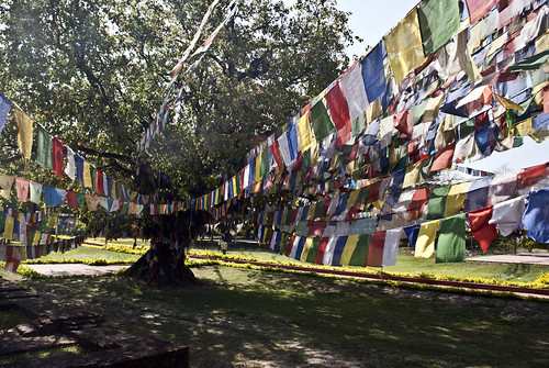travel nepal tree travelling garden asian asia buddha buddhist flag buddhism flags nepalese prayerflags buddhisttemple nepali prayerflag southasia southasian travelphotography lumbini rupandehi rupandehidistrict