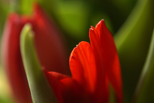 Sunshine in a tulip