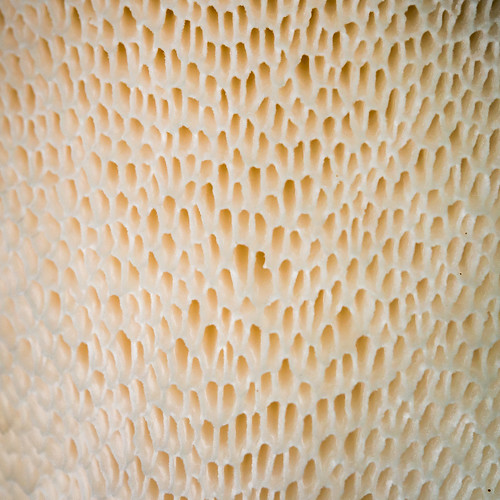 Polyporus (texture)