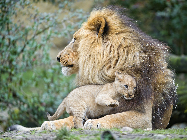 Dad and cub
