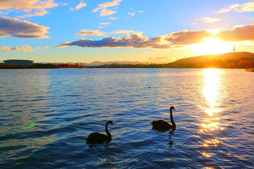 autumn lake swan dusk australia canberra blackswan blackmountain magichour goldenhour telstratower lakeburleygriffin uploaded:by=flickrmobile flickriosapp:filter=nofilter