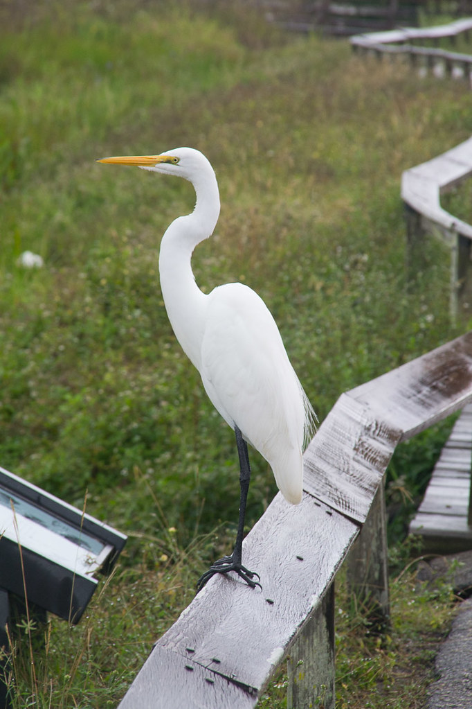 Birds along the Anhinga Trail at Everglades