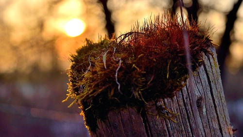world wood sunset sun moss nikon sonnenuntergang sonne moos untergang