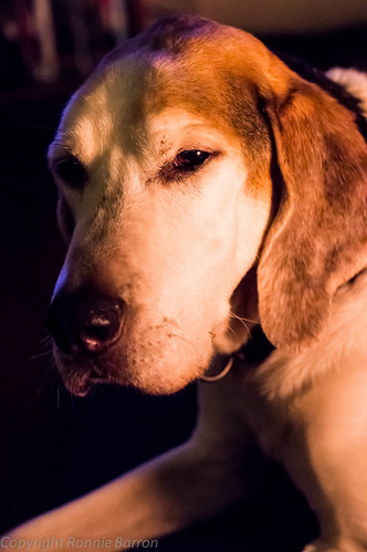 portrait art dogs photography iso3200 scotland lowlight hound million bestfriend laurence loyal ayrshire minolta50mmf17 millionviews trailhound sonyslta55v ronniebarron rcb4j