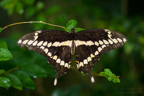butterfly giantswallowtail file:name=dsc07969