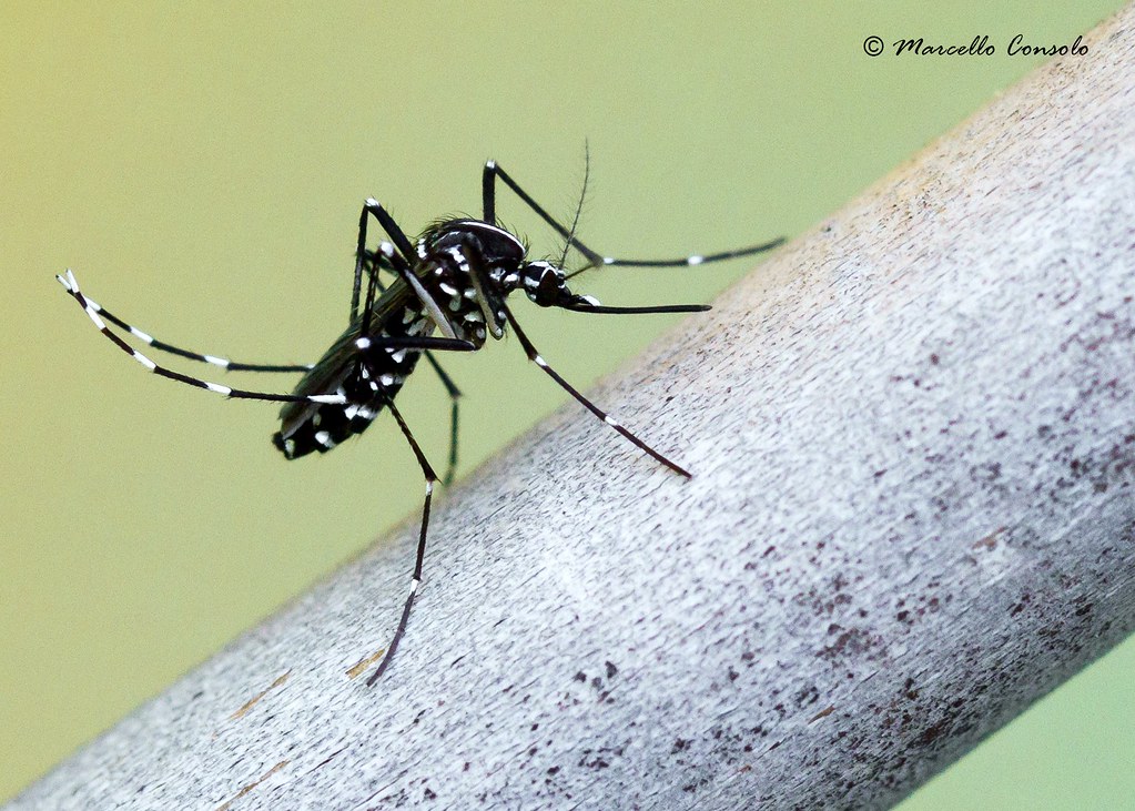Aedes albopictus (Skuse, 1894) ♀