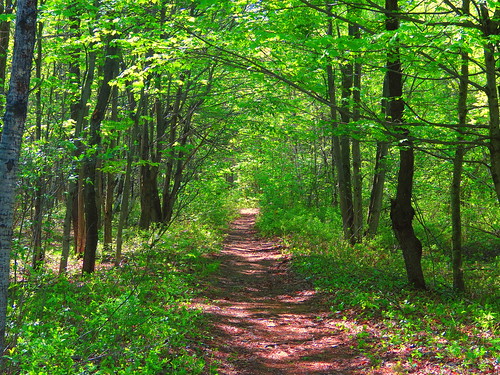 wood nature forest arbres printemps sentier forêt bois environnement drummondville feuillage centreduquébec lamarconi