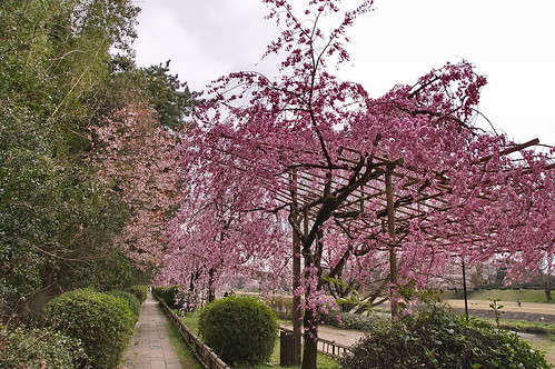 【写真】2013 桜 : 半木の道/2021-11-05/IMGP9492