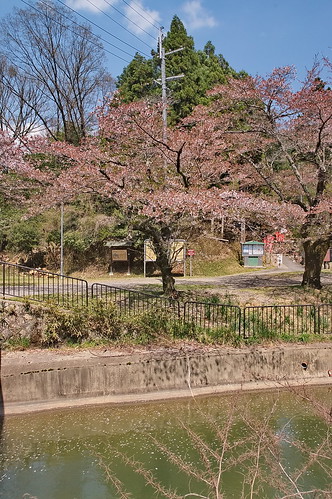 【写真】2013 桜 : 山科疎水/2020-09-19/IMGP9963