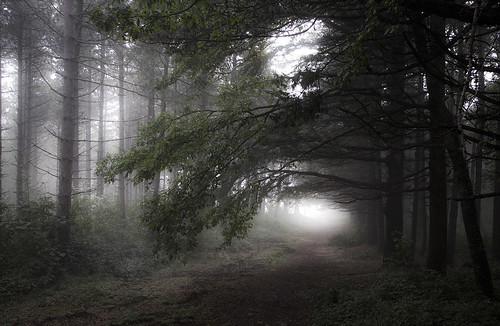 mist tree nature fog woods nebbia bosco potd:country=it