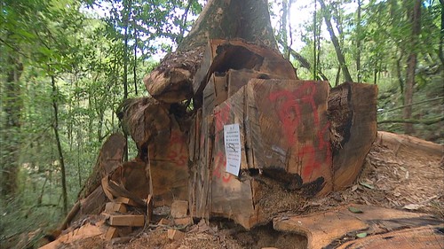 許多倒木和樹頭材，已經長出百年樹齡的二代木，盜伐者鋸切樹頭的同時，也切斷二代木的樹根。