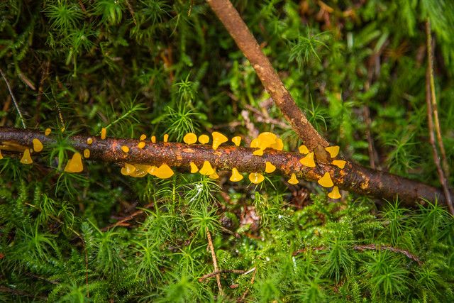Yellow fungus
