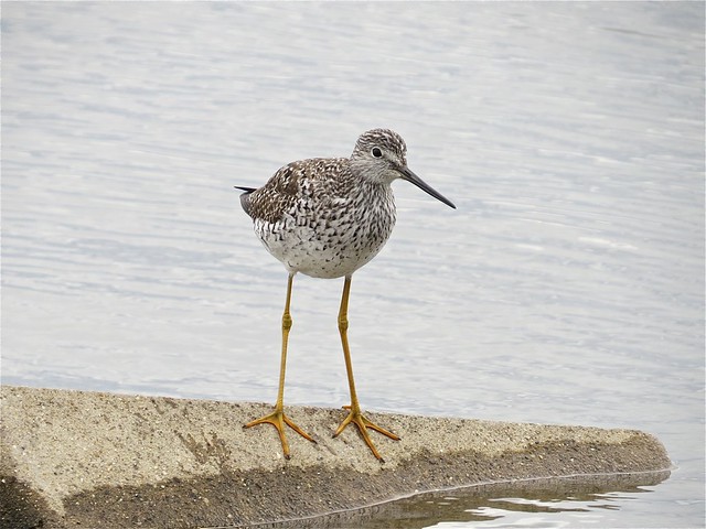 Greater Yellowlegs at Gridley Wastewater Treatment Ponds in McLean County, IL