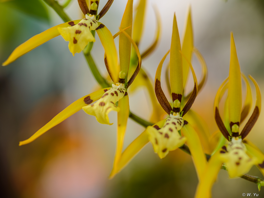 Orchids2015-4