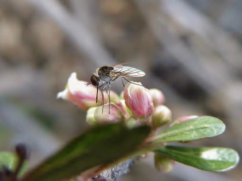 insectos flies moscas olympussp570uz gerongeron