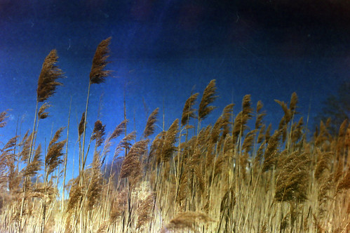 texture film analog 35mm diy fujifilm analogue dust canona1 beachgrass selfdeveloped superia200 colornegativefilm scannednegatives scituatema thatsky unicolorc41 canoscan9000