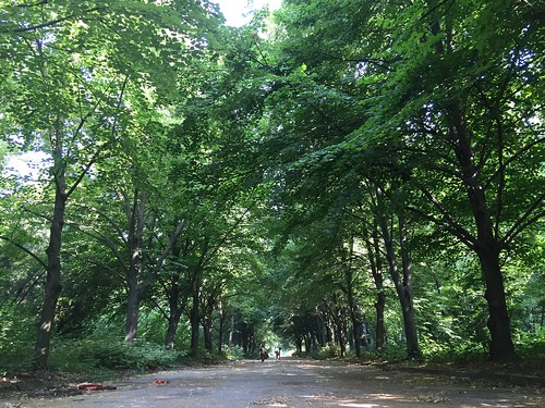 park alley alleyway nature trees green empty outdoors summer iphone iphoneography explore copyspace