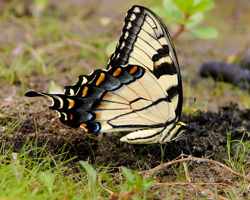 ansoncounty butterfly easterntigerswallowtail fauna insect northcarolina papilioglaucus usa invertebrate wadesboro unitedstates us