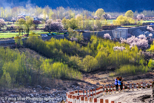 asia china landscape linzhi nyingchi outdoor scenery tibet yarlungriver yarlungtsangpo yarlungtsangporiver yarlungzangbo beautiful beauty blossom color colorful horizontal peaceflower peach peachtree river scenic tourism travel view vista water