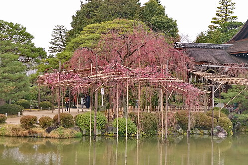 【写真】2013 桜 : 平安神宮/2019-05-16/IMGP8842