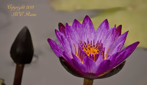 flowers plants nature gardens waterlily purple pennsylvania tropical square” gardens” “day “longwood “kennett bloomer”
