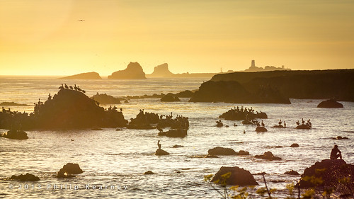 ocean california ca sunset sea usa bird water silhouette gold unitedstatesofamerica pelican northamerica sansimeon