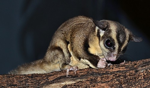 possum zoo texas nocturnal sugarglider brownsville omnivorous arboreal gladysporterzoo petaurusbreviceps nikond7000 nikkor18to200mmvrlens