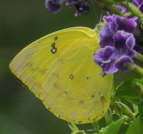 pieridae philippinesbutterflies taxonomy:binomial=catopsiliascylla