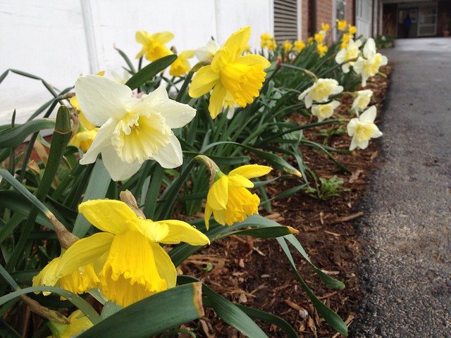 The flowers at M's school bloomed!!