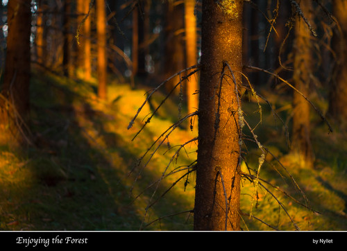 trees sunlight moss shadows lichen twigs sunbeams minoltamcrokkorpf5814