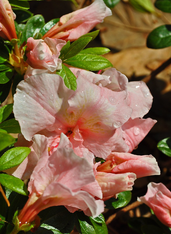 Rhododendron 'Dreamsicle' (2)