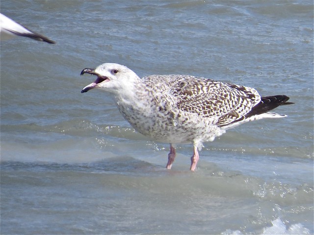 Great Black-backed Gull (1st Cycle) at North Point Marina in Lake County, IL 07