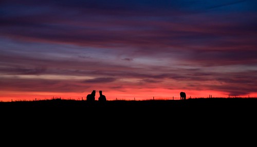 sunset sky horses silhouette island cumbria furness walney