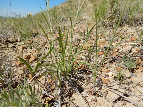 montana native herb perennial petroleumcounty sagebrushsteppe wyomingbigsagebrush catcreekroad erigeronochroleucus bufffleabane