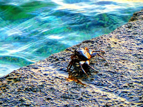 photoshop photography mediterranean relaxing vivid sealife greece crabs naturalbeauty goldensunset marinelife bythesea beautifulworld sunsetcolours closelandscape greekcoastline galaxycamerasamples voltastoloutraki opticalzoomphotos