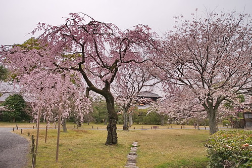 【写真】2013 桜 : 渉成園/2020-04-06/IMGP8917