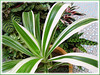 Crinum asiaticum 'Variegatum' (Variegated Crinum, Variegated Grand Crinum Lily, Variegated Giant Spider Lily, Striped Bengal Lily, Asiatic Poison Bulb)