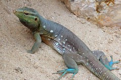Lizard ( Cnemidophorus ruthveni), endemic to Curacao and Bonaire
