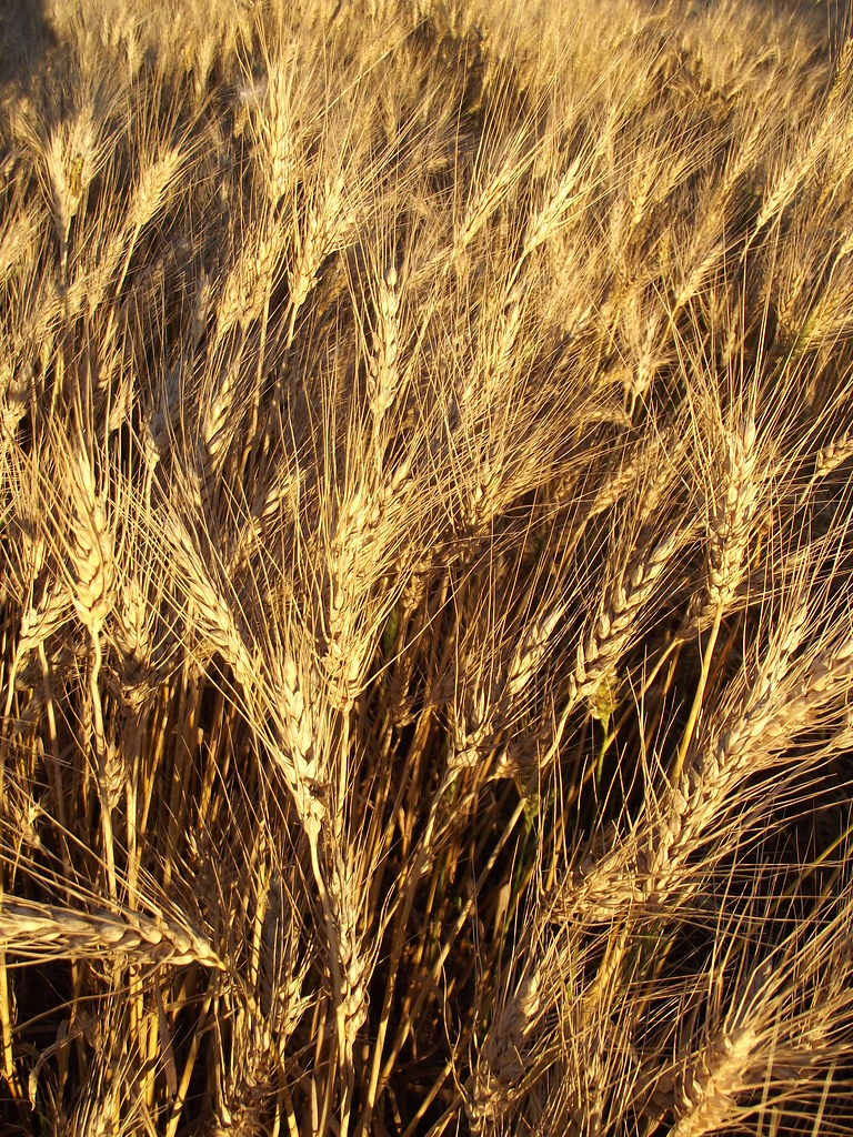 Triticum sp L. Poaceae Wheat 3