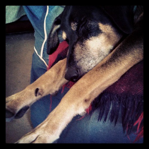Lazy Sunday #coonhoundmix #rescue #adoptdontshop #dogstagram