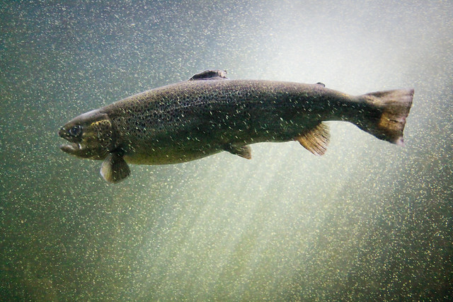 photo of Atlantic Salmon
