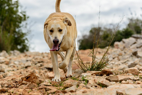 pets dogs animals israel north naturelandscape haluts