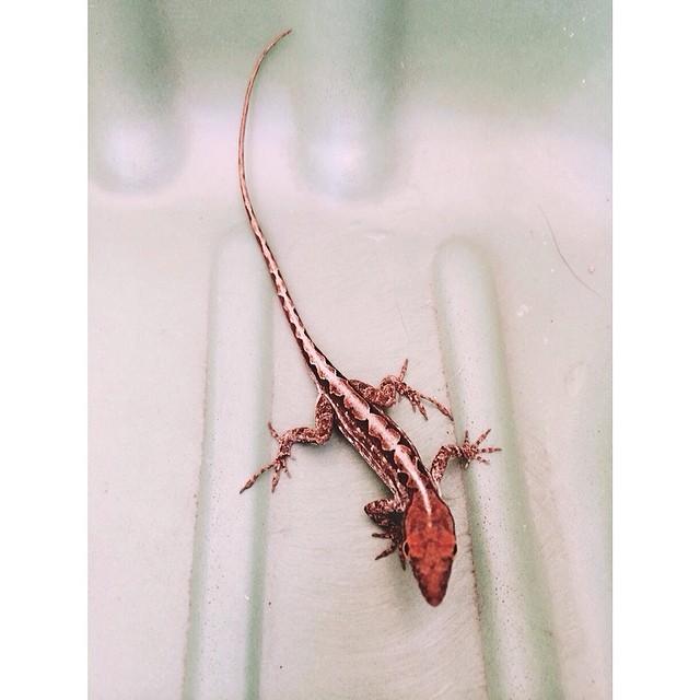 So excited I saw another #lizard right after seeing the last little guy. This one really posed for us. I got several shots. He is in my kids' wagon. #pictapgo_app