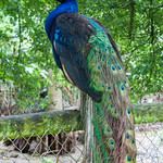 Peacocks at Dartmoor Zoo