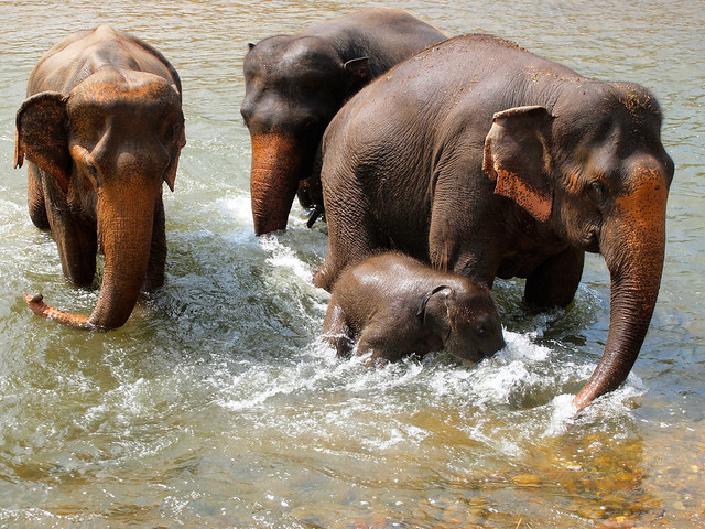 Yindee family at Elephant Nature Park