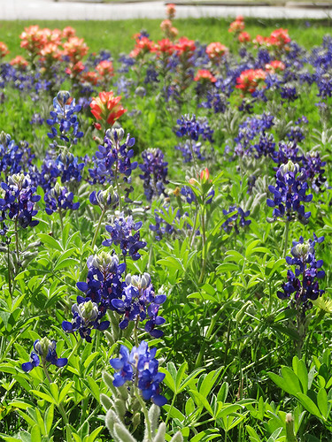 flowers wildflowers bluebonnets texasam tamu indianpaintbrush texasamuniversity castilleja