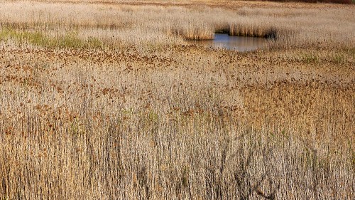 reed nature water landscape nationalpark spring sony poland polska wetlands woda a77 wiosna przyroda beautifulearth trzcina pejzaż parknarodowy mokradła