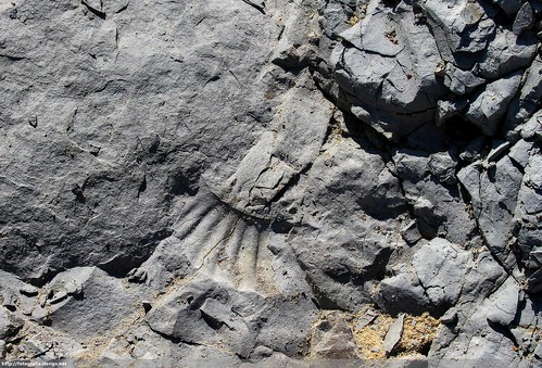 fossil rocks fossils rochas fóssil fósseis praiadeáguademadeiros